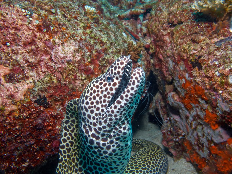 Honeycomb moray eel, Rubiah Sea Garden